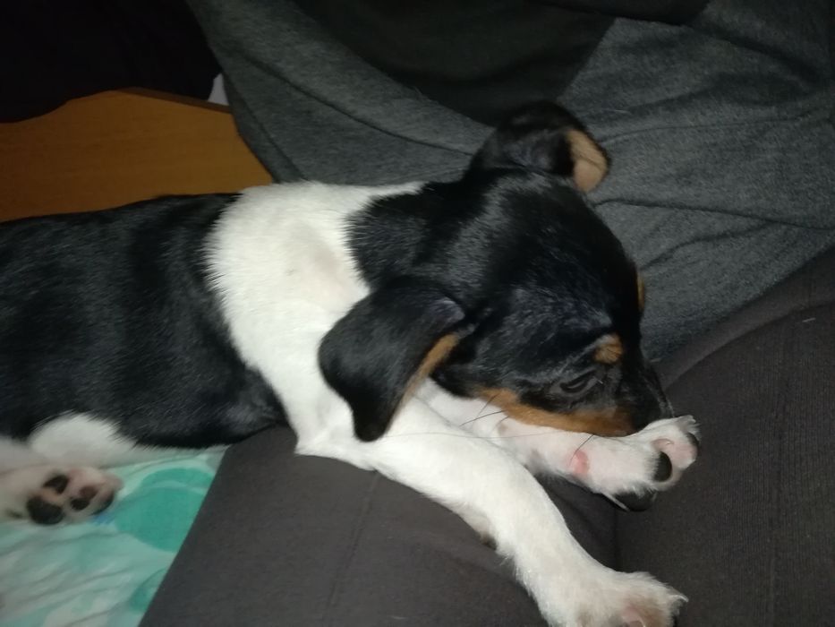 Джак Ръсел бебе