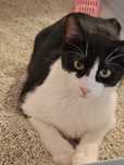 Adoptie motn castrat Apollo