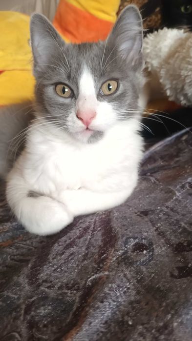 Продавам котенца