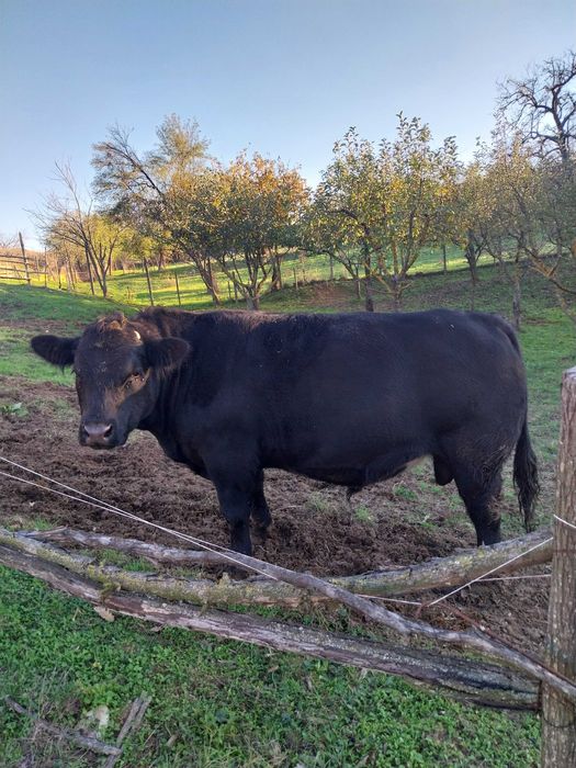 Продавам мъжки телета, Абардин - ангус около 500 - 600 кг.