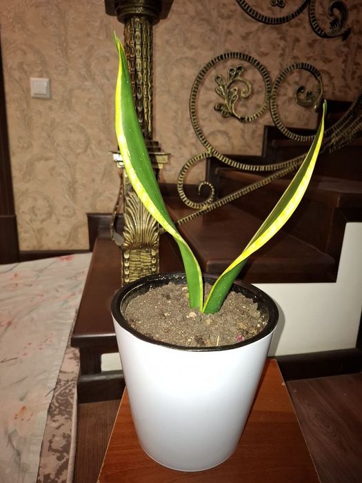 Sanseveriya ochen krasivaya