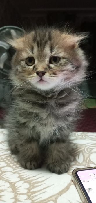 Срочна скидка  Продается котята