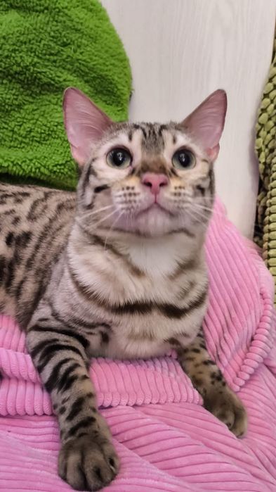 СНЕЖНАЯ Бенгалочка . 12 месяцев - год