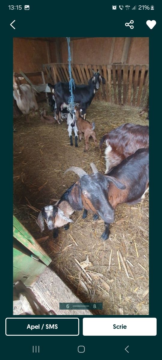 Vând capre bune de lapte schimb cu mașină