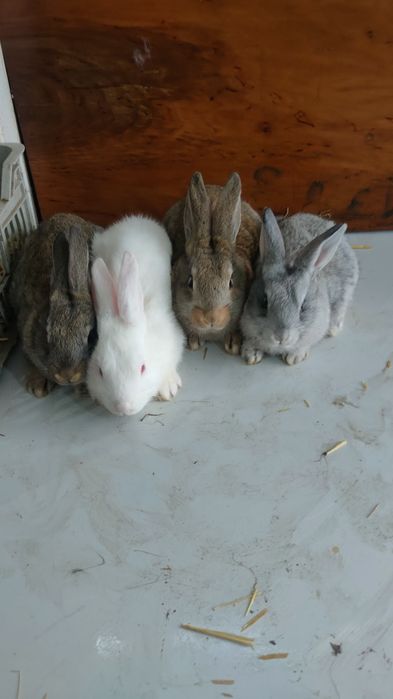 Velikanla va xar hil quyon turlari va q6wti bor