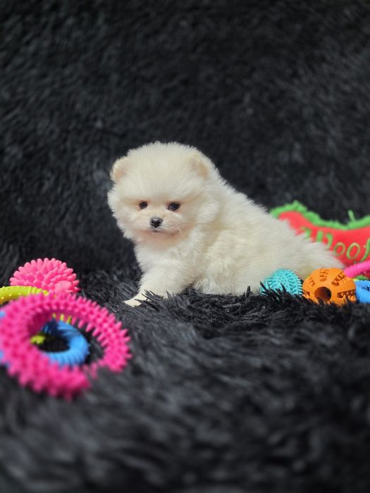 Pomeranian fetita tip boo