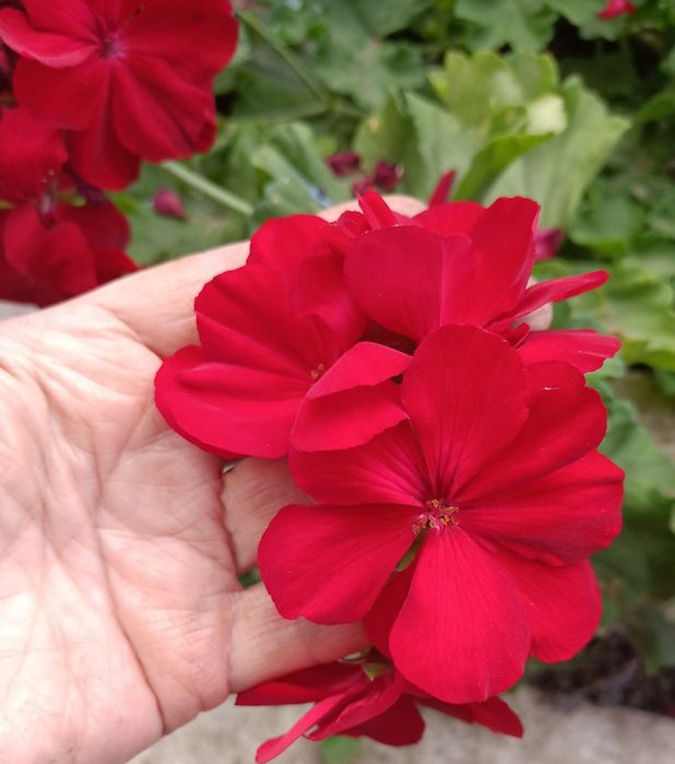 Продам герань пеларгонию