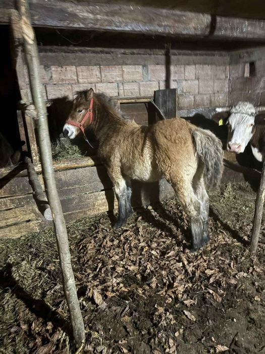 Vând mânz de 6 luni