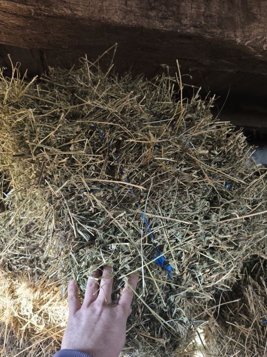 Baloți dreptunghiulari de vanzare