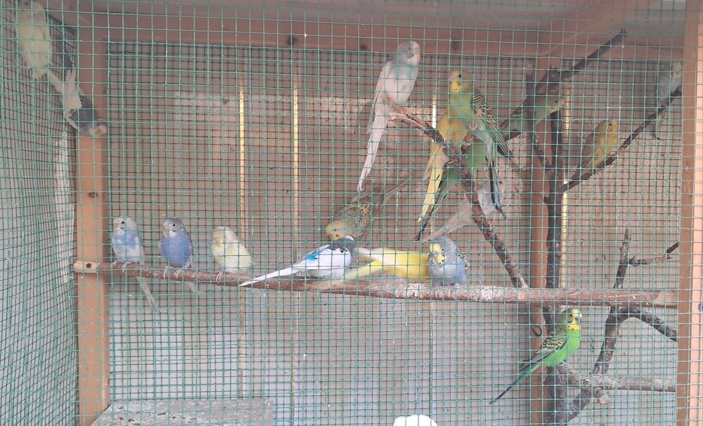 Papugay valnistiy 12ta vzarosli va maladoyla soglom 55.000 dan kami bo