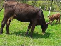 Vând vacă Brună de Maramureș 5 ani cu vitel