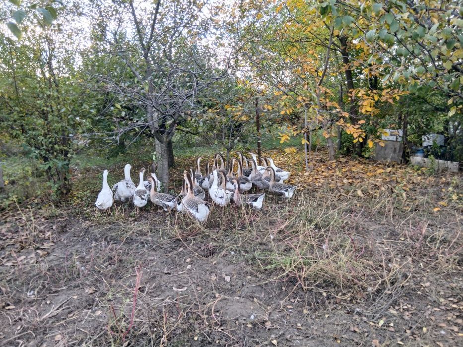 Gaste de anul acesta