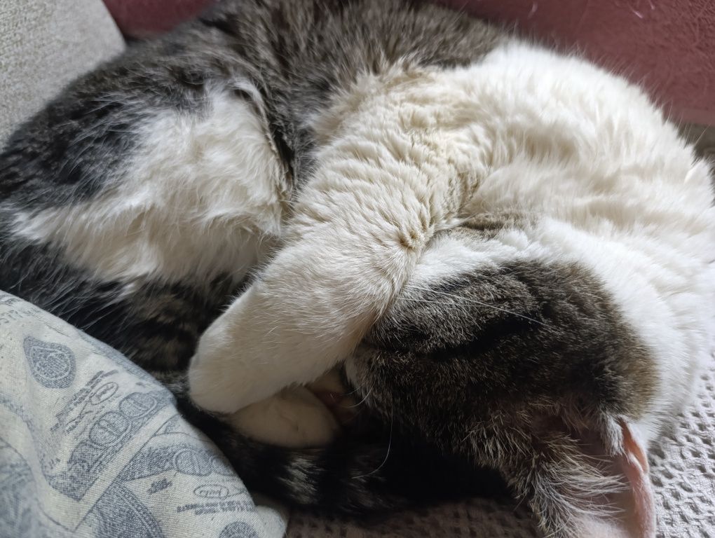 Передержка котов и кошек