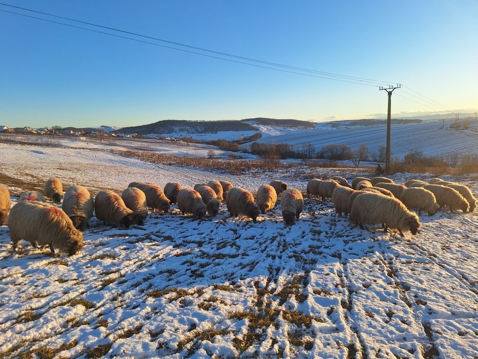 Vand oi rasa turcana