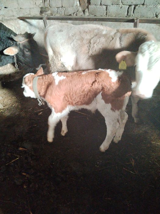 De vânzare vacă și viței