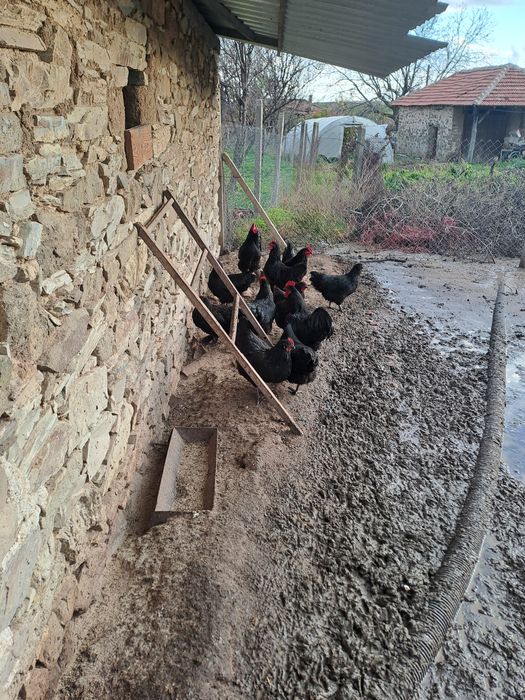 Оплодени яйца от черен австралорп