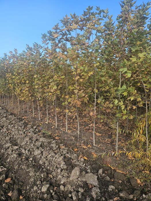 Platan - Mesteacan alb - Tei de floare - Artar