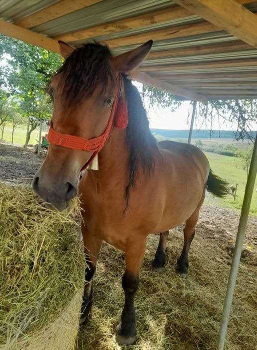 Iapa de vanzare 5 ani