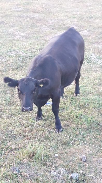 juninci   si vaci angus gestante