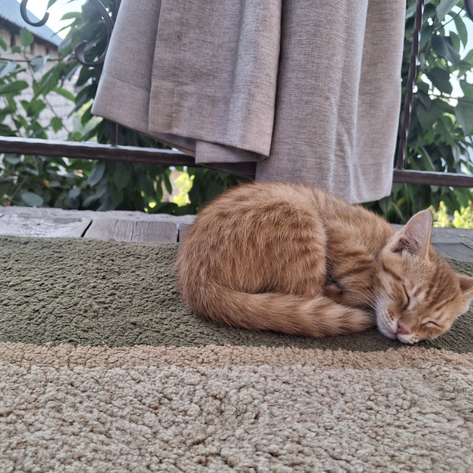 Обычный домашний котик