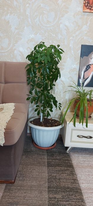 Продам Шеффлеру. Выше 1 метра. Компактный цветок