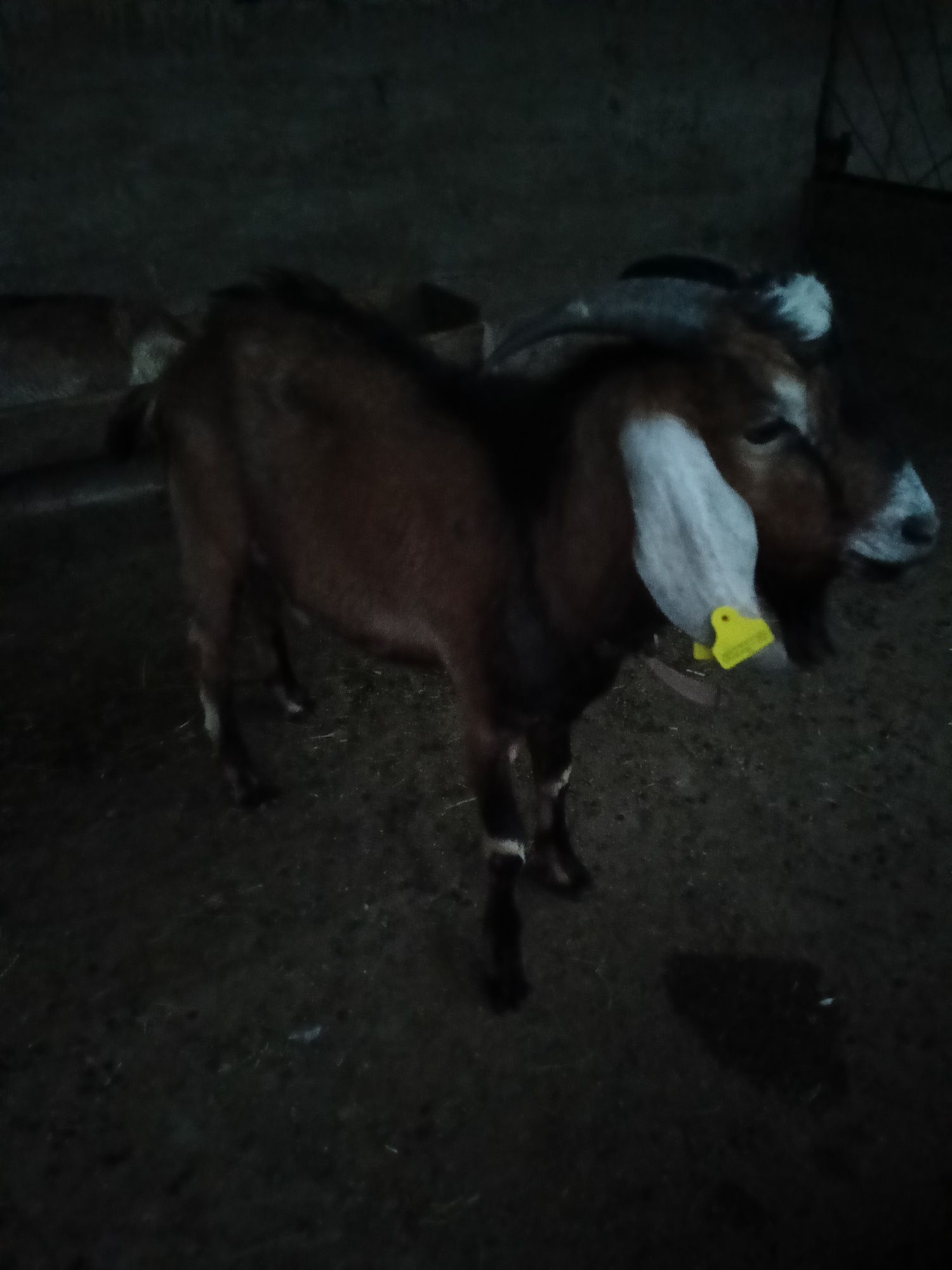 Продам козла и беременную козу, оба англонубийской  породы
