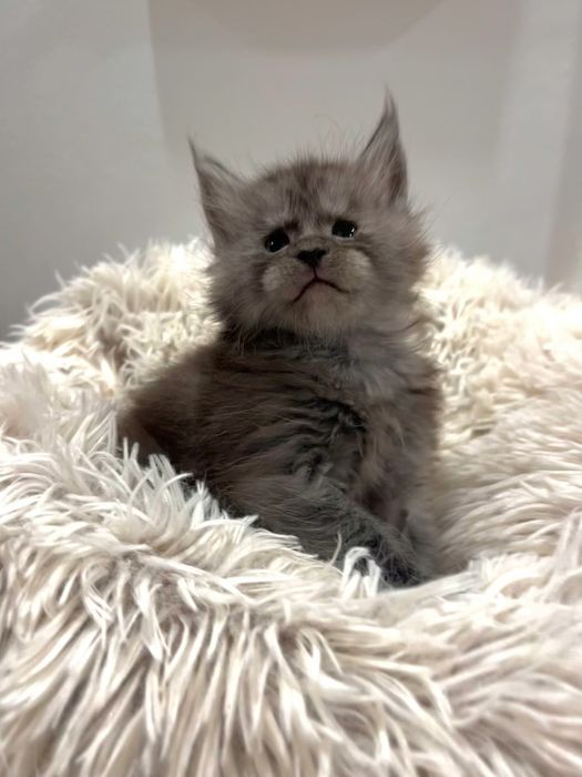 Baietel Maine Coon PEDIGREE Felisa