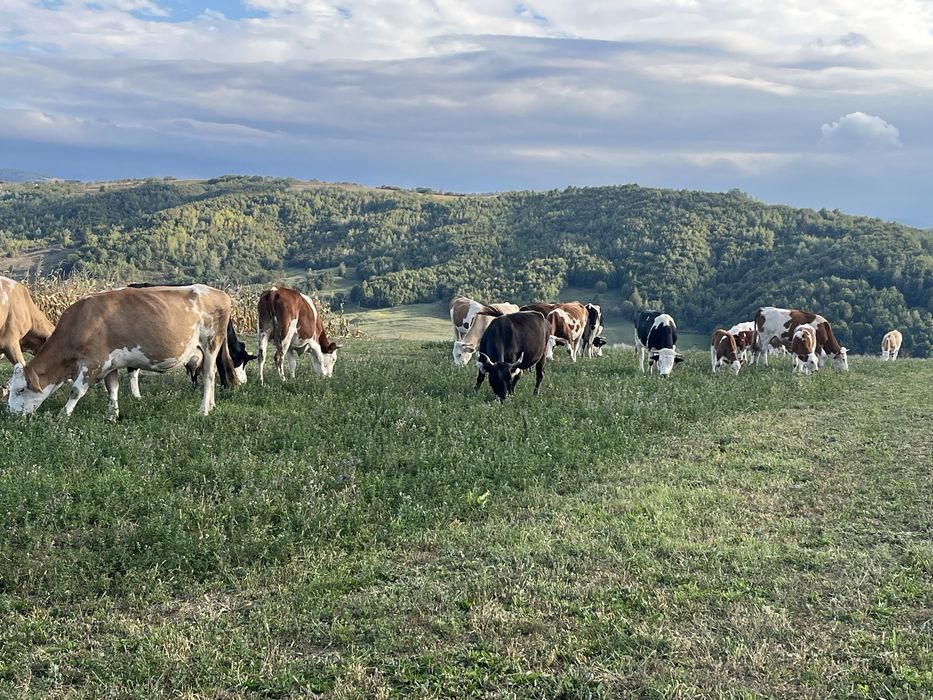 Vaci inscrise in coop active