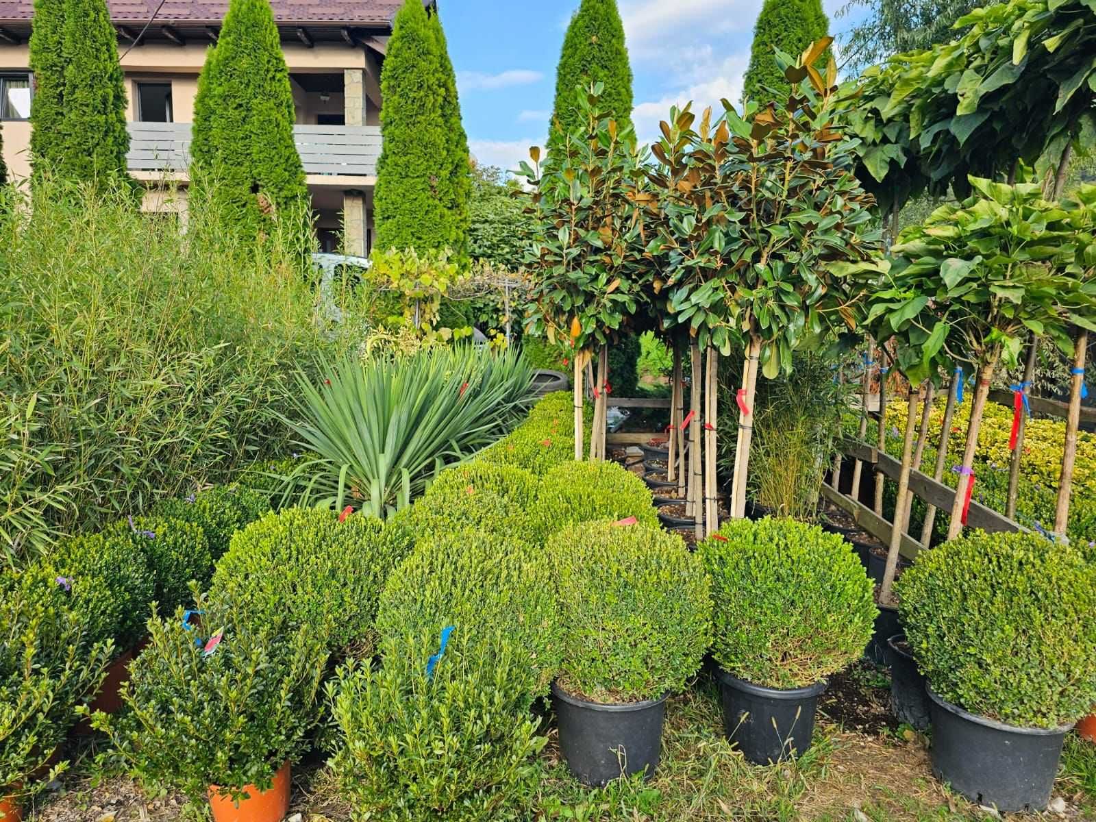 Palmier  , Magnolia Copac , Buxus,  Yucca , Plante Ornamentale!