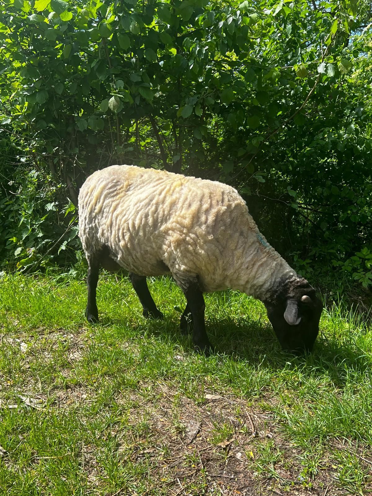 Berbecuți suffolk de VÎNZARE