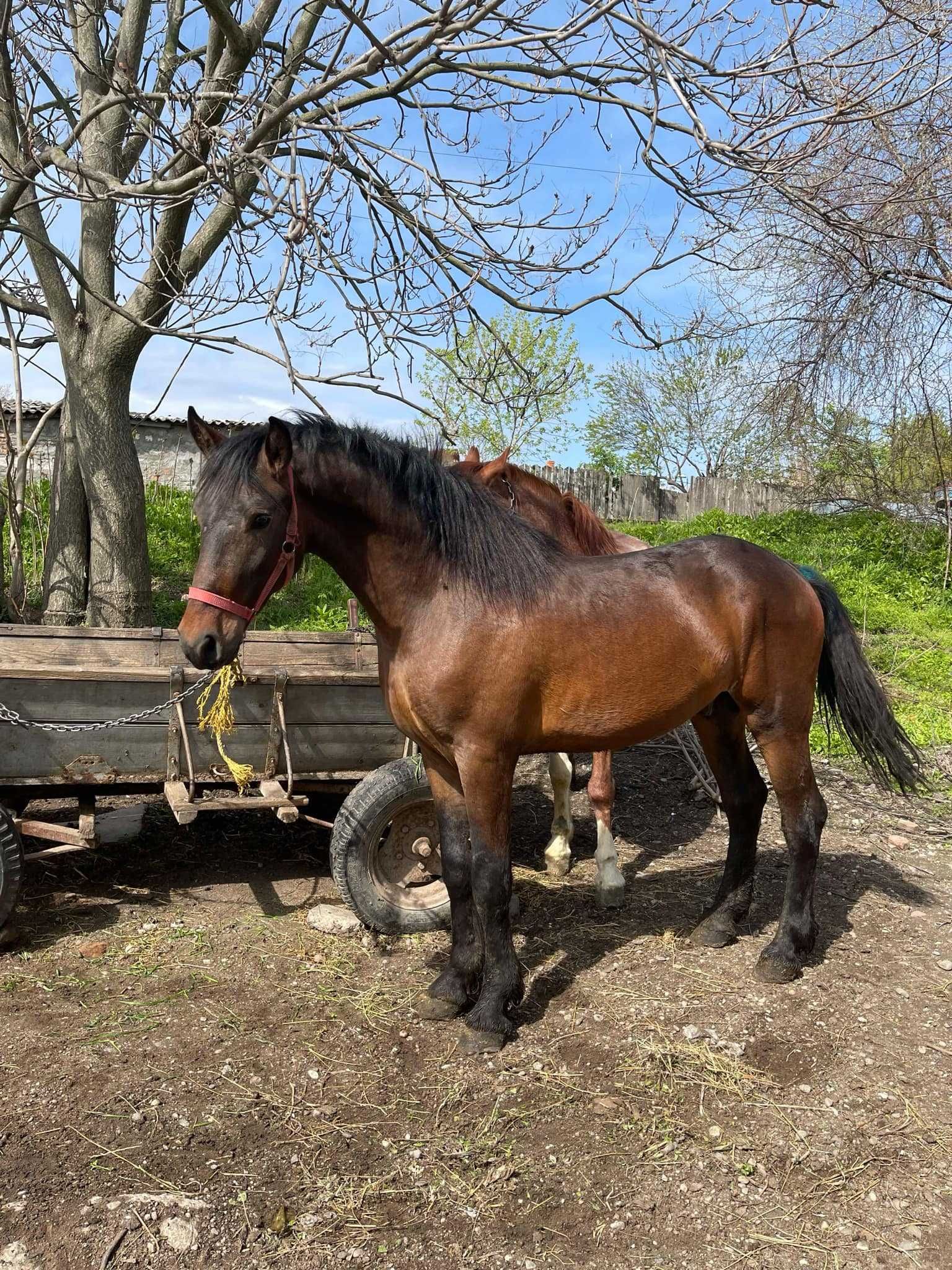 Vand metis frizian, vârstă de 2 ani,pret 1600 Euro