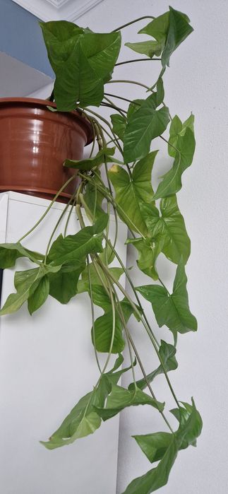 Продам цветок домашний Сингониум