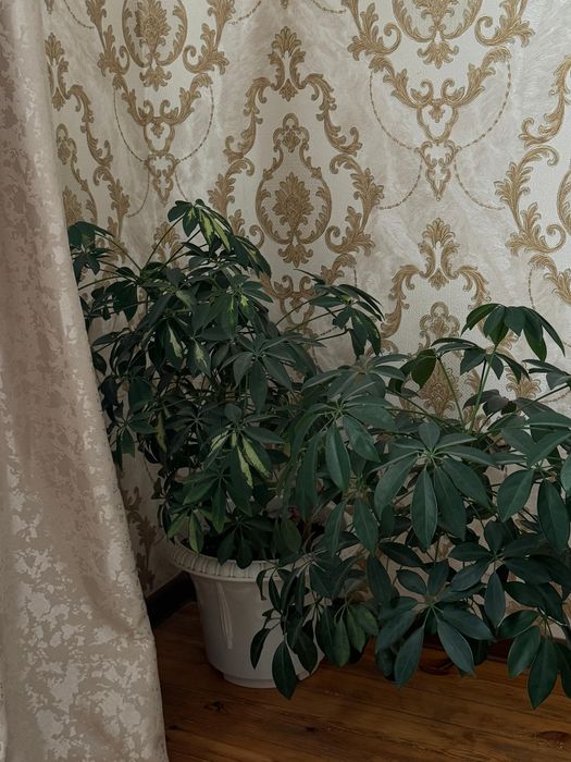 Комнатные цветы высота больше 50 см