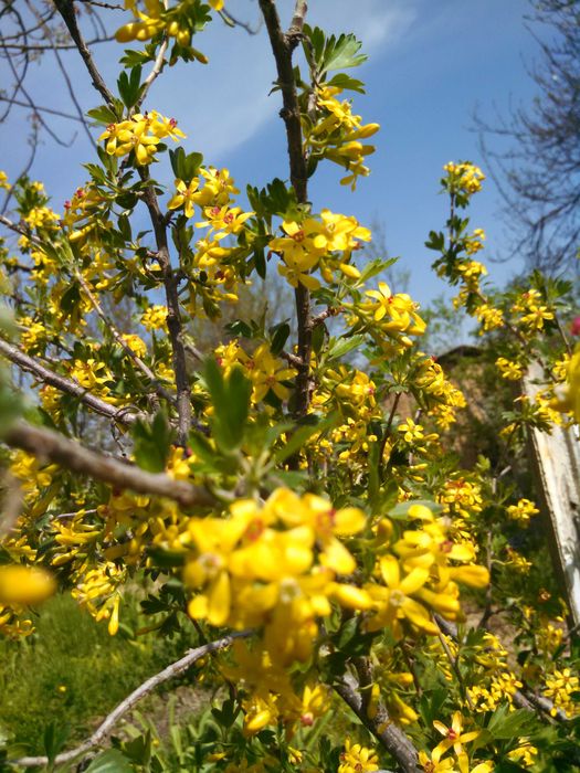 Кустарники цветущие и плодовые