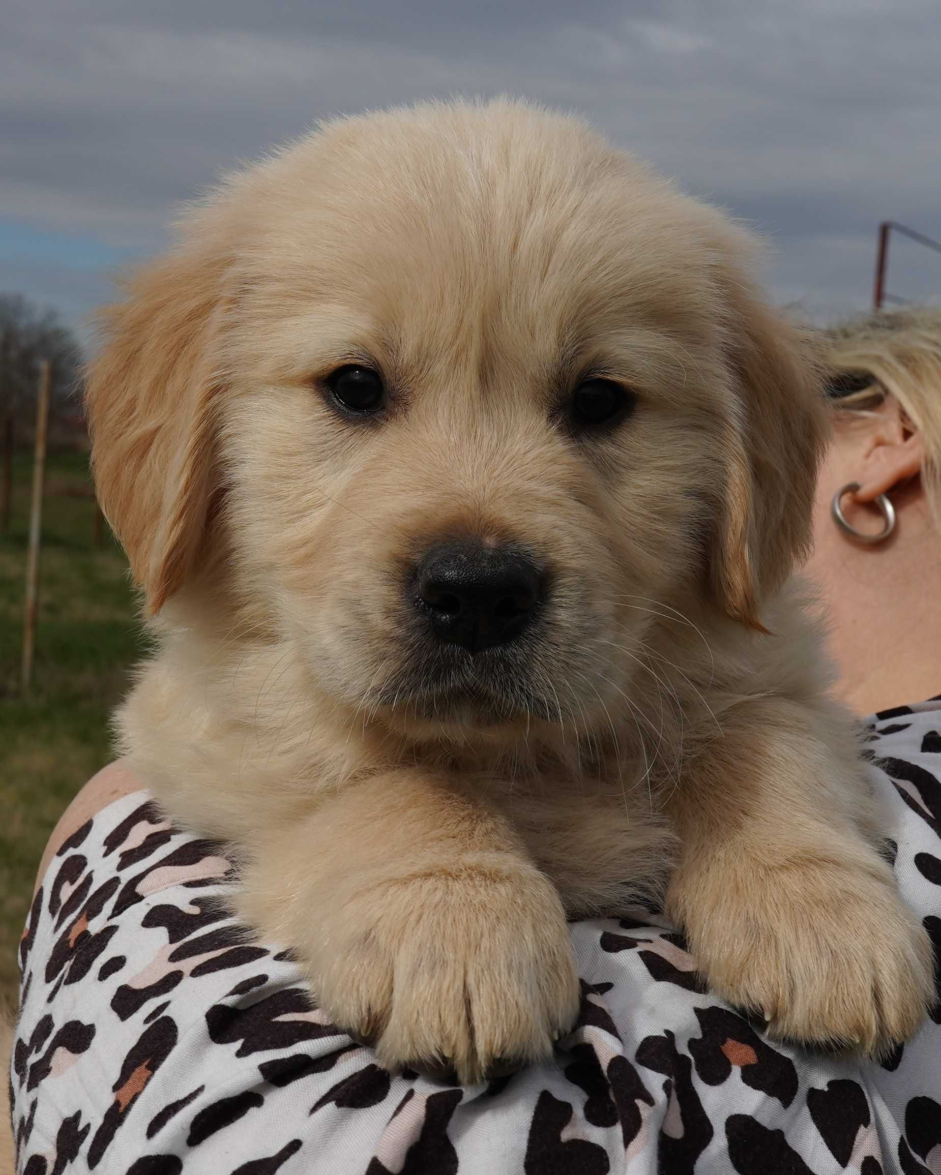 Golden retriever