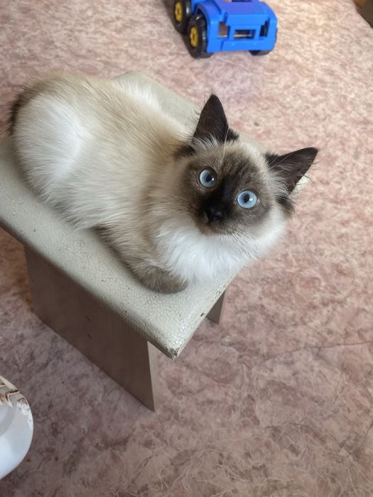 Отдам хороших ласковых котят