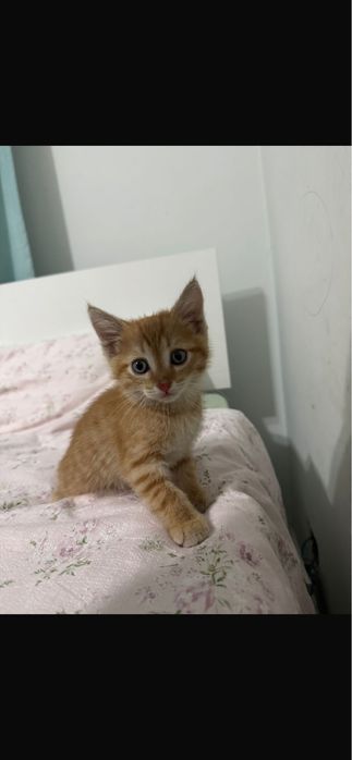 Отдадим котенка мальчика в добрые руки