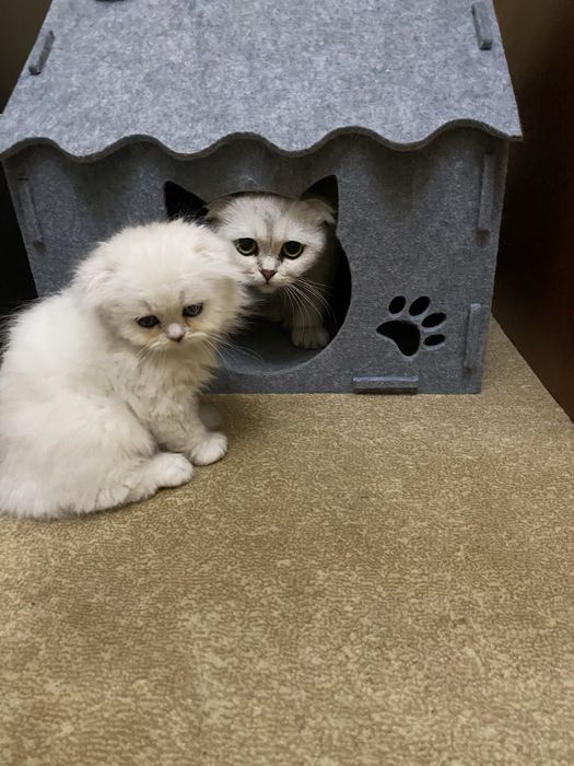 Хайленд скотиш фолд чистокровный