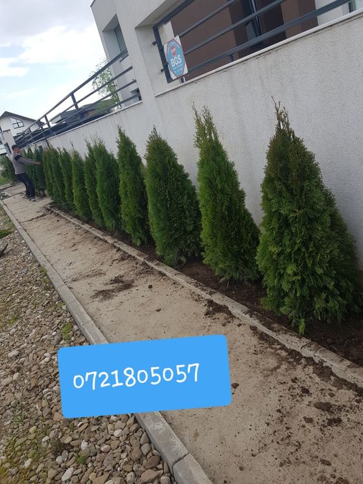 Tuia smaragd leylandii brazi spirale pon magnoli mesteacăn tei etajate