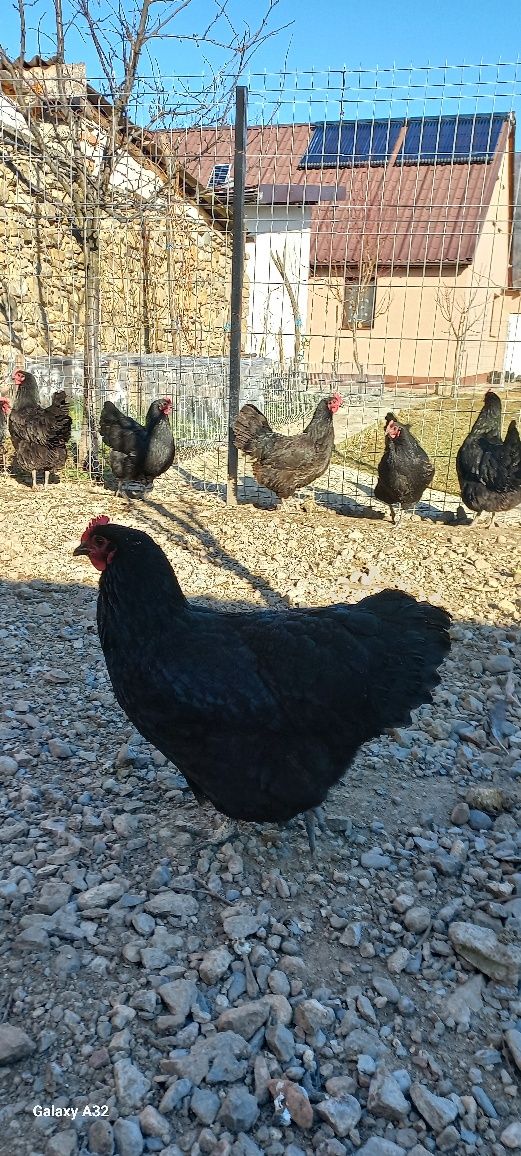 Vând găini australorp