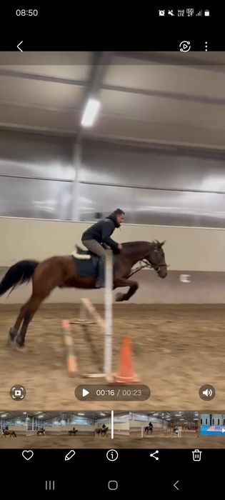 Vand cal bun pentru echitatie avansați filme cu cascadori sau plimbari