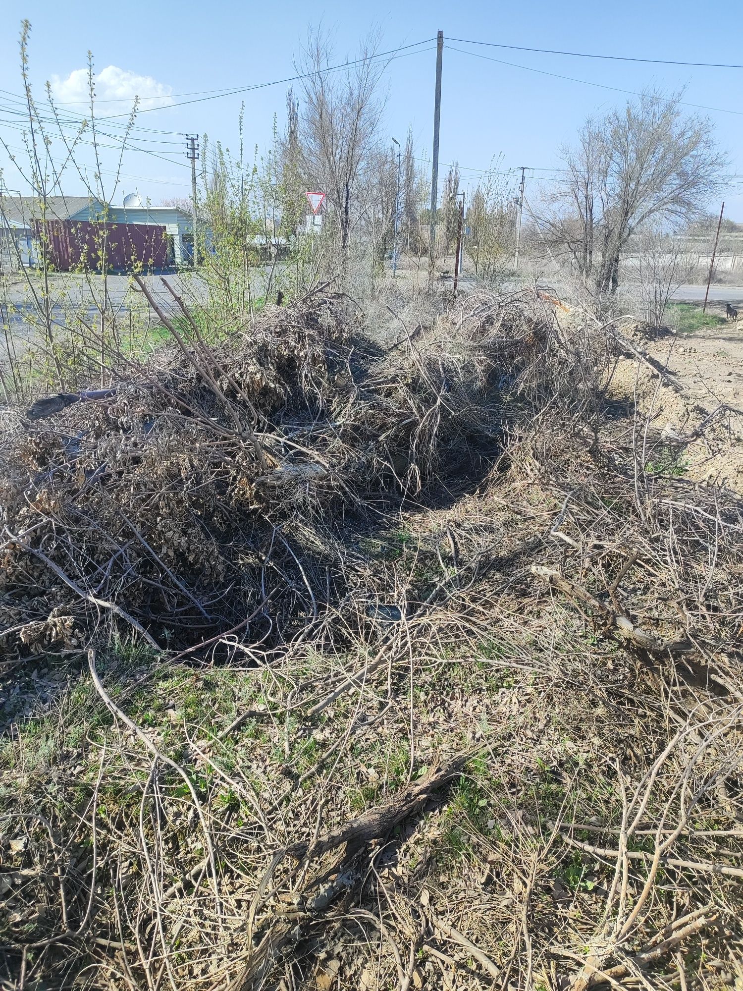 Отдам даром  лес карагаш нужно распелить и забрать