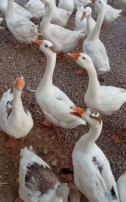 Парандалар сотилади г'озлар 1 йилик и 6 ойлик 35 дона