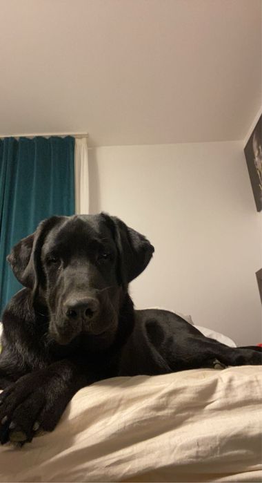 Donez Mascul Labrador Retriever negru!