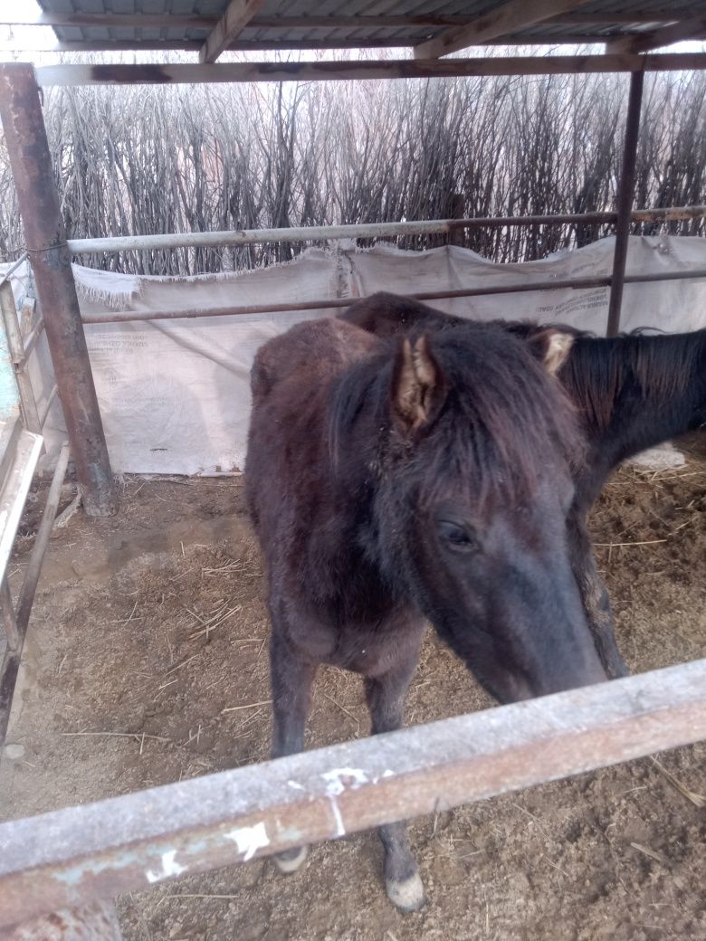 Кунажын байталдар