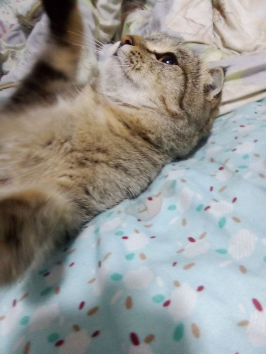 Продаётся кошка, mushuk sotiladi