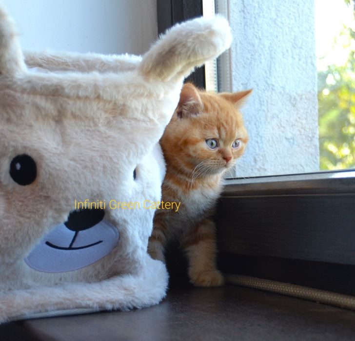 Pisoi british shorthair de felisa
