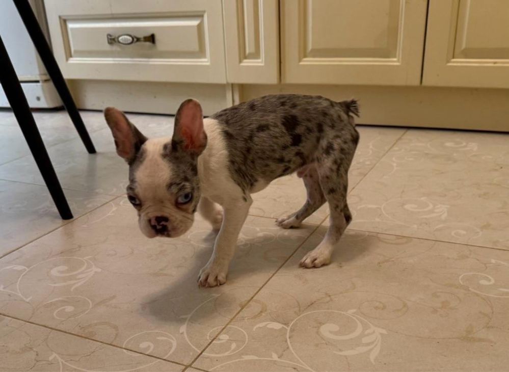 Frenchi Bulldog Мъжки