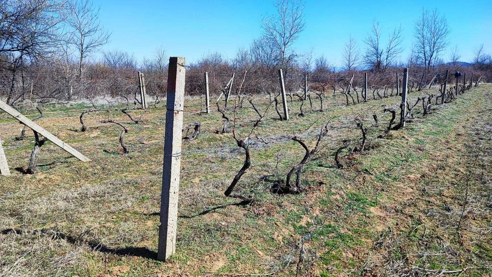 Продавам изгодно лозе мерло в село Виноградец като чудесна инвестиция!