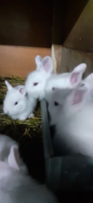 IEPURASI  Pitici De Vânzare